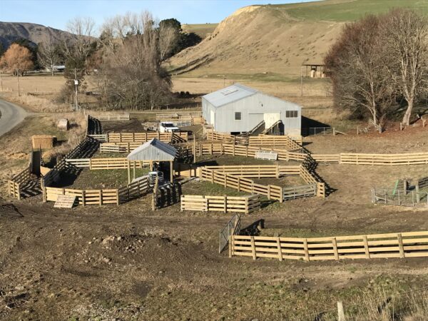 sheep yards