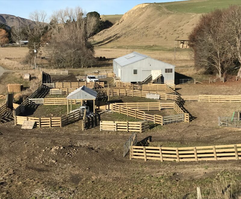 sheep yards